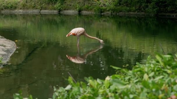 Sebuah Flamingo Merah Muda Berdiri Kolam Dan Mendapatkan Makanan Untuk — Stok Video