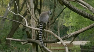 Halka kuyruklu lemur yiyecek aramak için daldan dala atlar.. 