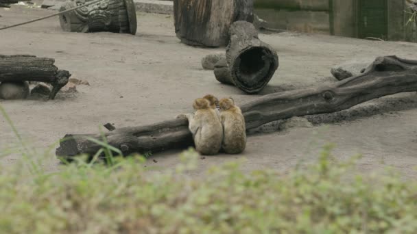 Monkeys Comb Each Other Hair Looking Parasites — Stock Video