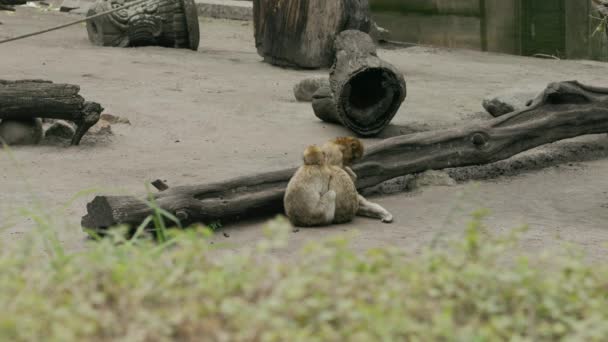 Los Macacos Berberiscos Atraviesan Pelo Busca Parásitos — Vídeos de Stock