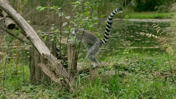 这只环尾狐猴在树枝间跳跃以寻找食物 — 图库视频影像