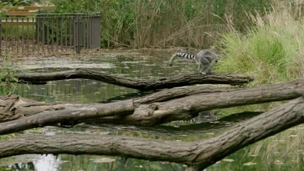 Λεμούριος Πηδάει Από Κλαδί Κλαδί Αναζήτηση Τροφής — Αρχείο Βίντεο