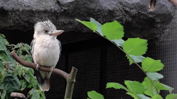 Weißer Vogel Namens Lachender Kookaburra Sitzt Auf Dem Zweig — Stockvideo