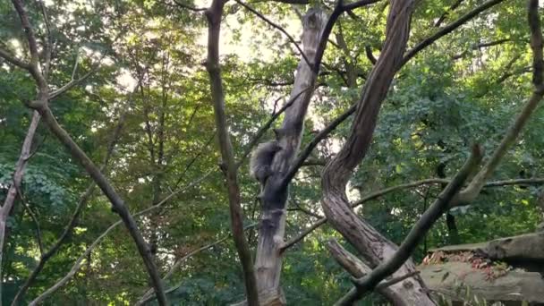 ワイルドキャットは尾翼を使って木に登り — ストック動画