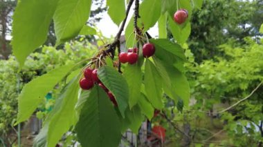 Ağaç dalında kırmızı kiraz meyveleri. 