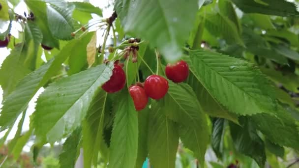 Fruto Cereza Una Rama Árbol Frutal — Vídeos de Stock