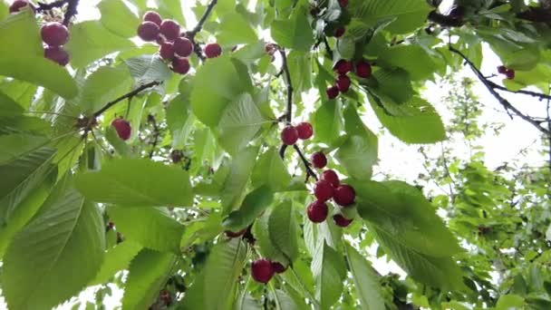 Bayas Rojas Cereza Dulce Una Rama Árbol — Vídeo de stock