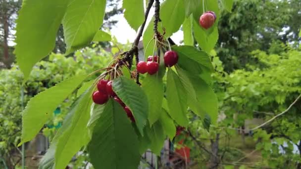 Bayas Rojas Cereza Dulce Una Rama Árbol — Vídeo de stock