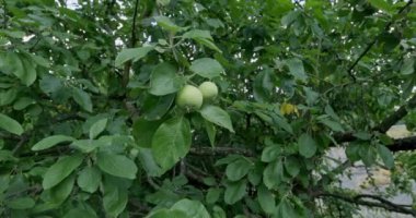 Elma dalında olgunlaşmamış yeşil elmalar