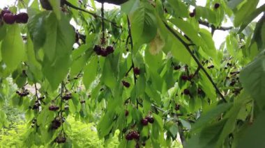 Bir Yaz Günü Kiraz Ağacı Hasadı