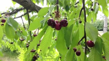 Bir Yaz Günü Kiraz Ağacı Hasadı