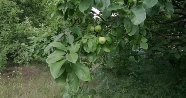 Незрелые Зеленые Яблоки Ветке Яблони — стоковое видео