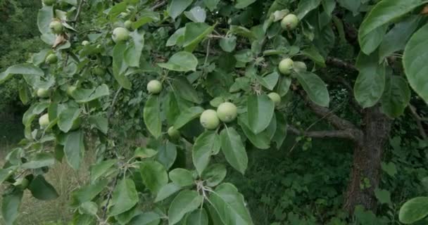 Незріле Яблуко Гілці Яблуні — стокове відео