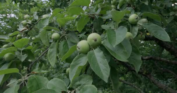 Незрілі Зелені Яблука Гілці Дерева — стокове відео