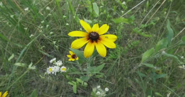 Black Eyed Susan North American Flowering Plant Family Asteraceae Native — Vídeos de Stock