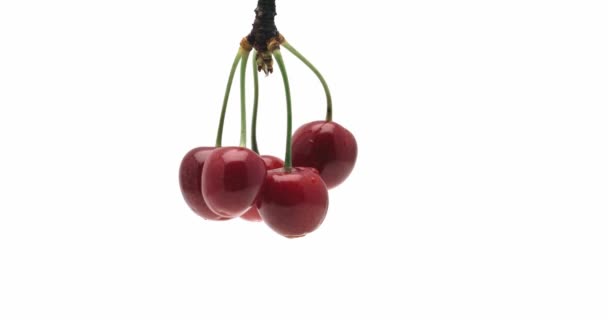 Rotating Cherry Berries White Background — Vídeos de Stock