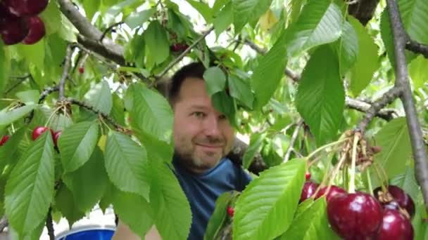 Man Picks Cherries Tree — Vídeos de Stock