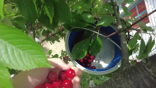 Man Tree Picking Cherries — Vídeos de Stock