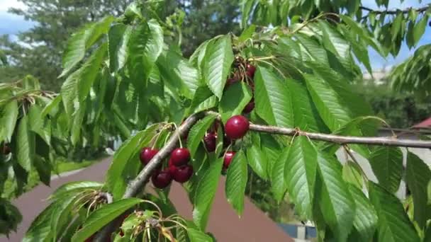 Ripe Cherries Fruit Tree Branch Sunny Summer Day — Video Stock