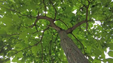 Ağaç Tacı Alt Görünümü