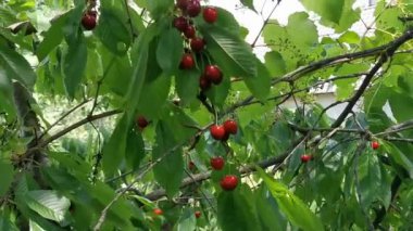 Bunch of ripe cherries on a tree branch