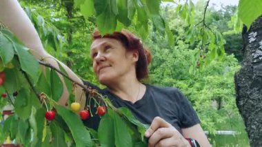 A woman picks ripe cherries from a tree.