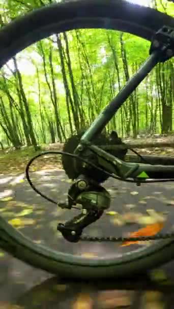 Зелений Сонячний Літній Ліс Вид Через Заднє Колесо Велосипеда — стокове відео