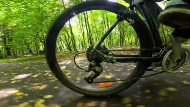 Зеленый Солнечный Летний Лес Просматривается Через Заднее Колесо Велосипеда — стоковое видео
