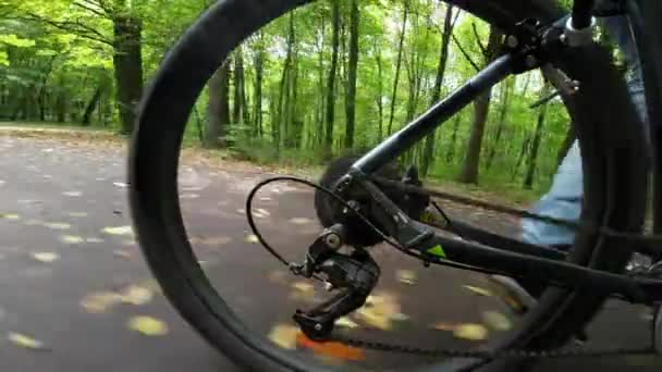 Зелений Сонячний Літній Ліс Вид Через Заднє Колесо Велосипеда — стокове відео