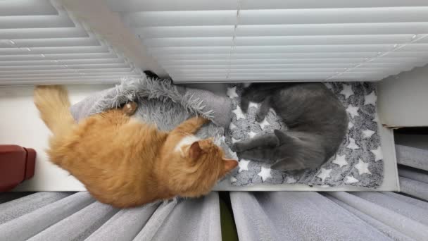 Grey Ginger Cats Laying Windowsill Top View — Wideo stockowe