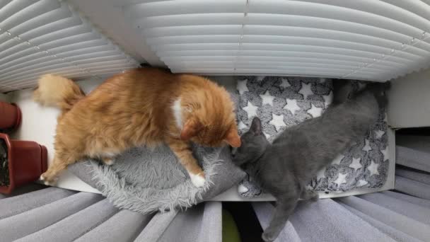 Grey Ginger Cats Laying Windowsill Top View — 图库视频影像