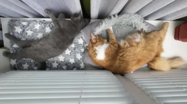 Time lapse of two slipping cats. Top view