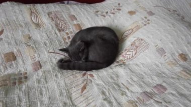 A gray cat sleeps on a bedspread curled up