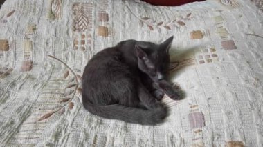 Gray cat licks its paw after sleeping