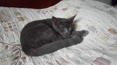 Gray cat sleeps sweetly on a bedspread