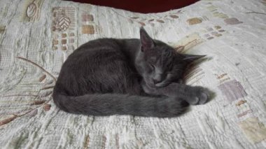 Sleeping gray cat makes himself comfortable on the bedspread