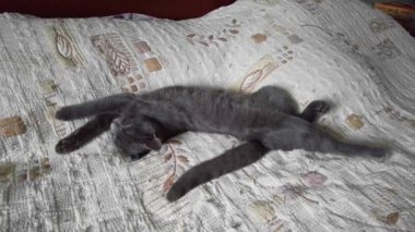 The sleeping Gray cat stretched out on the bedspread.