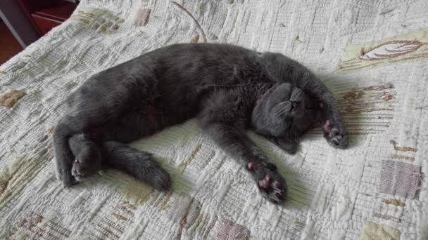 Slipping Gray Cat Blanket — Wideo stockowe