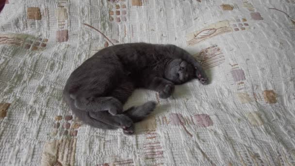 Sleeping Gray Cat Moves Sleep — Wideo stockowe