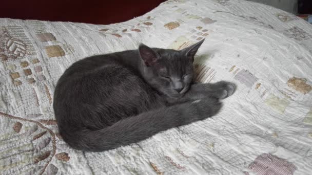 แมวส เทานอนหล บอย างหวานบนผ าคล มเต — วีดีโอสต็อก