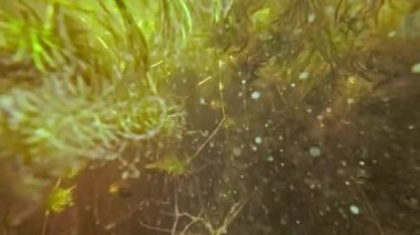 The camera slowly rises from under the water in the lake on a sunny summer day.