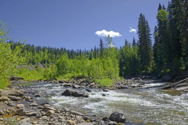 Tumbler Ridge yakınlarındaki Flatbed Creek, British Columbia, Kanada - Tumbler Ridge UNESCO Global Geopark, British Columbia 'daki en büyük dinazor kuyruğu konsantrasyonu.