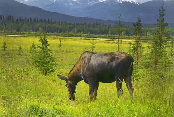 Território Yukon Canadá Fechar Alce Fêmea — Fotografia de Stock