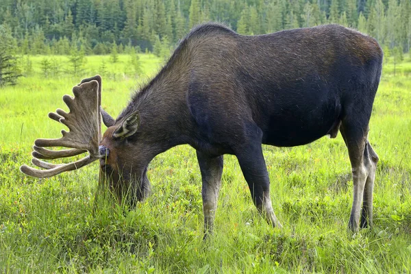 Yukon Territory Canadá Alce Macho Perto Estrada Alasca — Fotografia de Stock