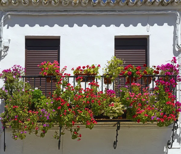 Balcony Flowers Background — Zdjęcie stockowe