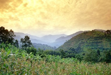 Kenya sınırı yakınlarındaki Elgon Dağı Ulusal Parkı. Doğu Uganda, Kapchorwa bölgesinde, Sironko ve Mbale 'nin kuzeydoğusunda..