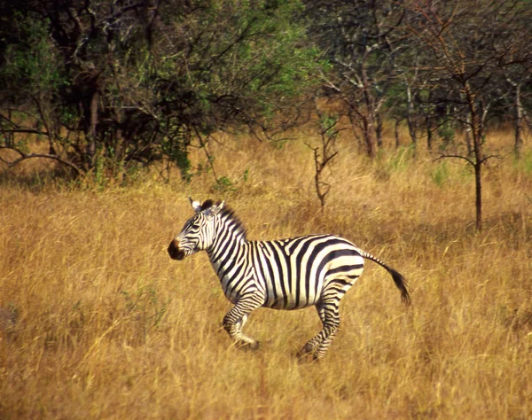 Zebra Lake Mburo National Park Ουγκάντα Ανατολική Αφρική — Φωτογραφία Αρχείου