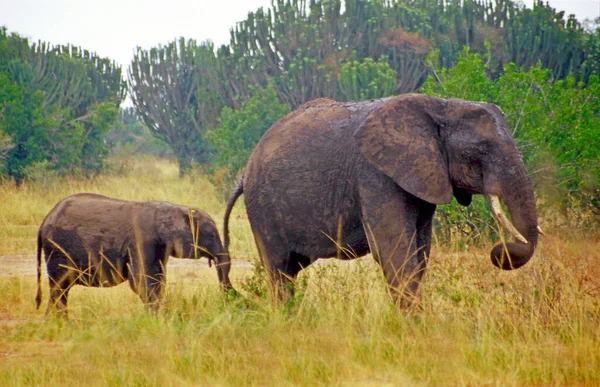 Uganda Daki Kraliçe Elizabeth Ulusal Parkı Nda Fil — Stok fotoğraf