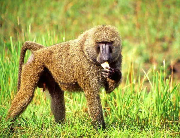 Olive Baboon Queen Elizabeth National Park Uganda Africa — Stock Photo, Image