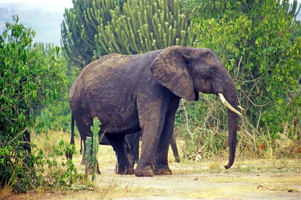 Elefante Parque Nacional Rainha Elizabeth Uganda África — Fotografia de Stock